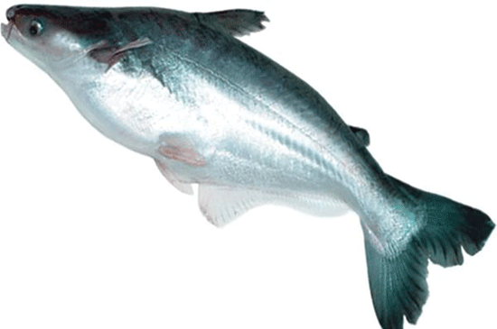 Mengolah Ikan Patin Harian Medanbisnis Salahsatu Jenis Penggemarnya Rasa Dagingnya